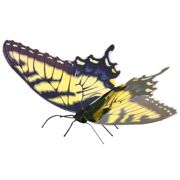 Eureka-ME Tiger Swallowtail Butterfly